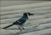 Lunch - Blue Jay