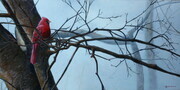 Winter Red - Cardinal